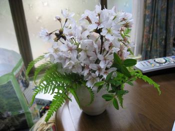 sakura1.jpg